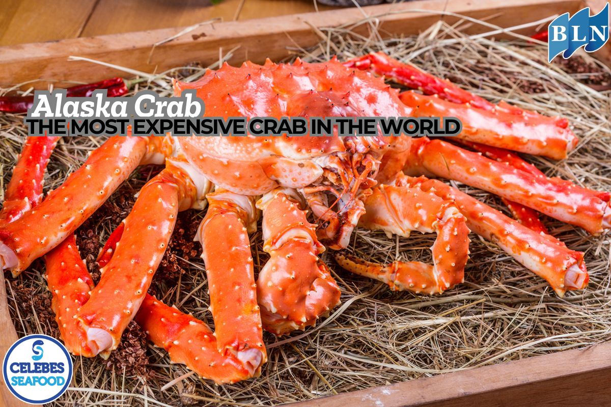 Alaska Crab The Most Expensive Crab in the World